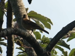 Turdus grayi