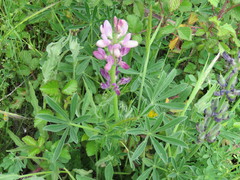 Lupinus hispanicus