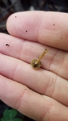 Simocybe centunculus var. centunculus image