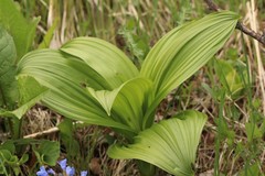 Veratrum nigrum