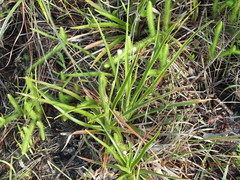 Eriocaulon decangulare image