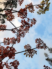 Magnoliopsida