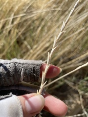 Thinopyrum intermedium intermedium