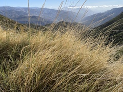 Thinopyrum intermedium intermedium