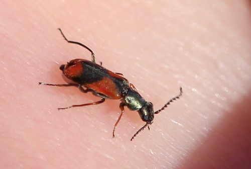 Eurasian Red-and-black Melyrid, Heemstede, Netherlands, photo 10 of 10