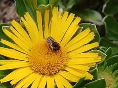 Megachile binominata