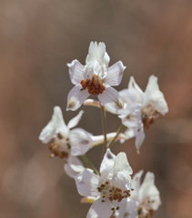 Delphinium gypsophilum
