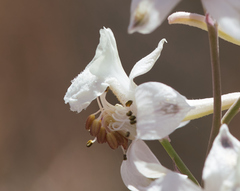 Delphinium gypsophilum