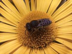 Megachile binominata