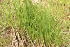 Hemerocallis minor
