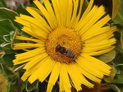 Megachile binominata