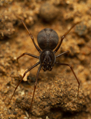 Scytodes elizabethae