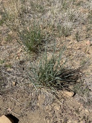 Thinopyrum intermedium intermedium