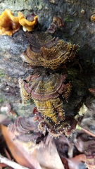 Sphaerostilbella aurifila