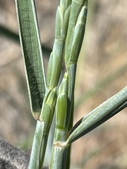 Thinopyrum intermedium intermedium