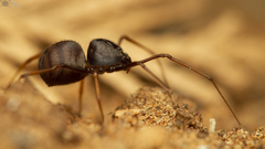 Scytodes elizabethae