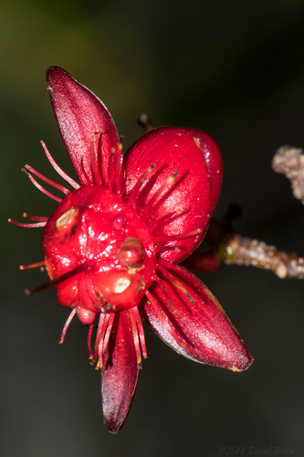 Ochna thomasiana