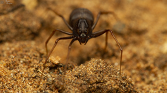 Scytodes elizabethae