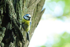 Cyanistes caeruleus