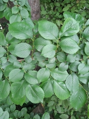 Ulmus minor