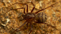 Scytodes elizabethae