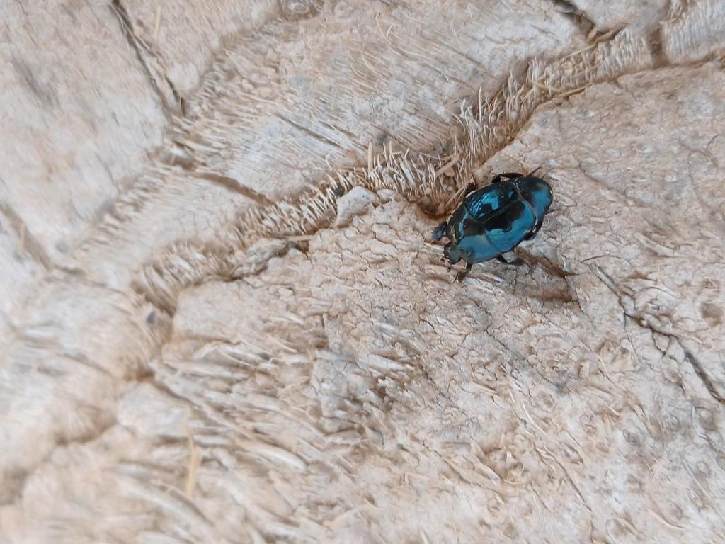 Saprinus caerulescens