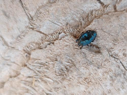 Saprinus caerulescens