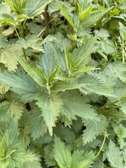 Urtica dioica