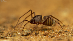 Scytodes elizabethae
