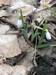 Galanthus alpinus