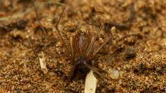 Scytodes elizabethae