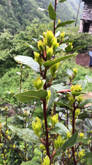 Embothrium coccineum