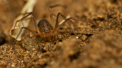 Scytodes elizabethae