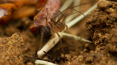 Scytodes elizabethae