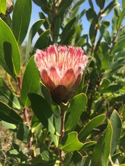Protea × hybrida