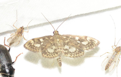 Anania coronata