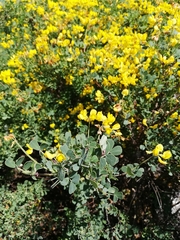 Coronilla valentina glauca