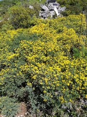 Coronilla valentina glauca
