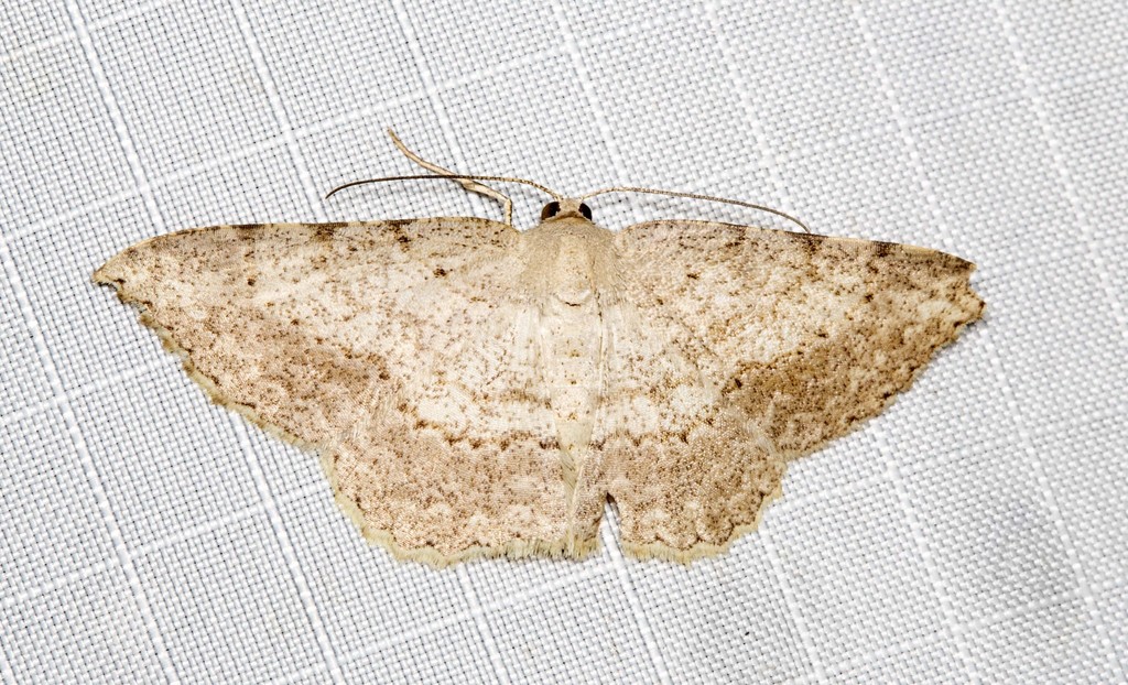 Luxiaria ochrophara
