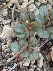 Eriogonum esmeraldense