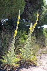 Verbascum giganteum