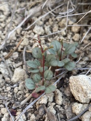 Eriogonum esmeraldense