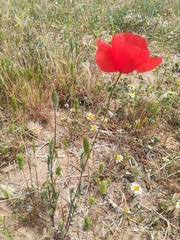 Papaver rhoeas