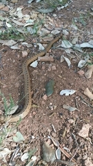 Macroprotodon mauritanicus