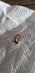 Coleoptera