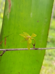 Orleanesia pleurostachys