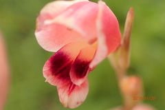Gladiolus crassifolius
