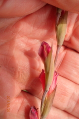 Gladiolus crassifolius