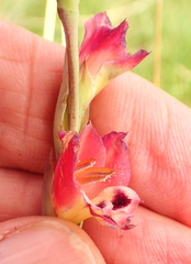 Gladiolus crassifolius