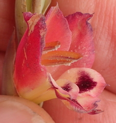 Gladiolus crassifolius